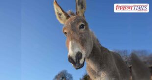 Government will give Rs 50 lakh for rearing donkeys