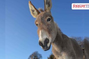 Government will give Rs 50 lakh for rearing donkeys
