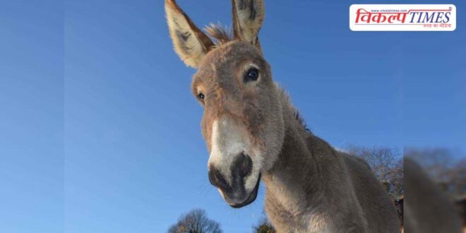 Government will give Rs 50 lakh for rearing donkeys