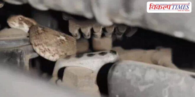 Snake bike seat young man kota news 10 March 26