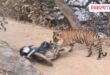 Tiger wreaks havoc in Ranthambore National Park Sawai Madhopur News