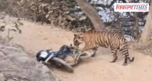Tiger wreaks havoc in Ranthambore National Park Sawai Madhopur News