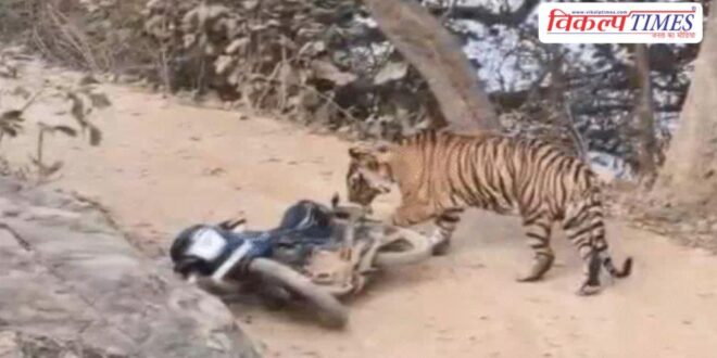 Tiger wreaks havoc in Ranthambore National Park Sawai Madhopur News
