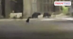 A herd of bears entered the Kota thermal plant
