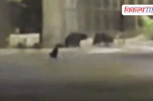 A herd of bears entered the Kota thermal plant