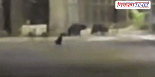 A herd of bears entered the Kota thermal plant