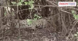 New 'king' of the jungle Cheetah KP-3 sets up camp in Shergarh Wildlife Sanctuary