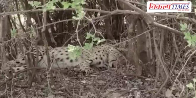 New 'king' of the jungle Cheetah KP-3 sets up camp in Shergarh Wildlife Sanctuary