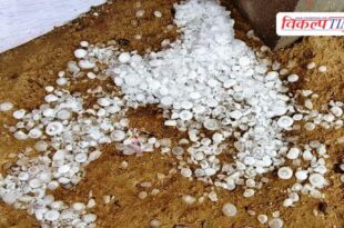 Storm and hailstorm ruined the farmers hopes in sawai madhopur