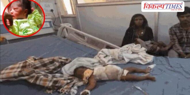 Stray dogs baby hospital Ajmer Rajasthan News 28 April 26