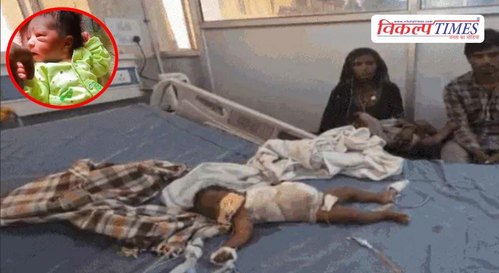 Stray dogs baby hospital Ajmer Rajasthan News 28 April 26