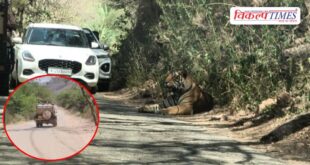 Tiger Movement on the Trinetra Ganesh Temple route in ranthambore Sawai Madhopur