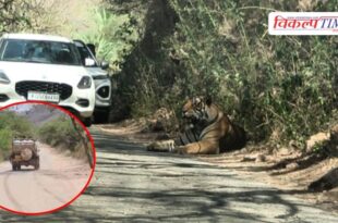 Tiger Movement on the Trinetra Ganesh Temple route in ranthambore Sawai Madhopur