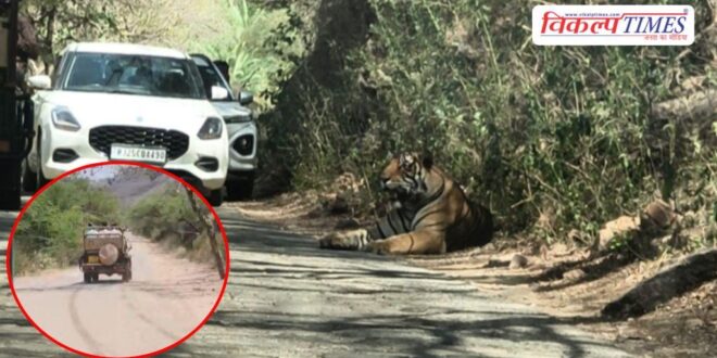 Tiger Movement on the Trinetra Ganesh Temple route in ranthambore Sawai Madhopur