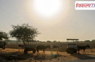 Prohibition on using animals for work during the hot summer months from 12 noon to 3 pm