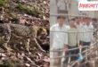 The leopard from MP has created panic in Sawai Madhopur