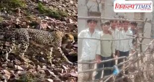 The leopard from MP has created panic in Sawai Madhopur
