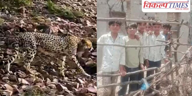 The leopard from MP has created panic in Sawai Madhopur