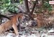 Two tigresses, including Mahi, go missing from Ranthambore