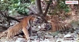 Two tigresses, including Mahi, go missing from Ranthambore