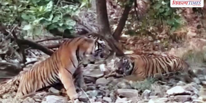 Two tigresses, including Mahi, go missing from Ranthambore