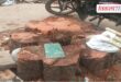 tree felling in Sawai Madhopur, anger among environmentalists