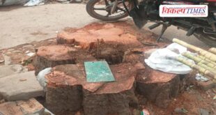 tree felling in Sawai Madhopur, anger among environmentalists