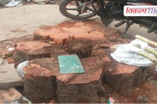tree felling in Sawai Madhopur, anger among environmentalists