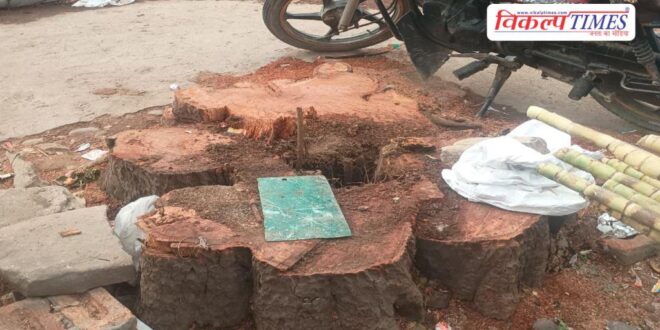 tree felling in Sawai Madhopur, anger among environmentalists