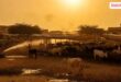 Advisory issued for cow shelters to protect them from rising heat and heat wave in sawai madhopur Vikalp Times