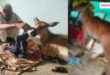 Injured female Nilgai bluebull gets a new life, Devkaran Meena fulfills his duty of humanity in sawai madhopur