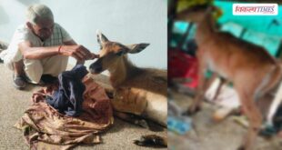 Injured female Nilgai bluebull gets a new life, Devkaran Meena fulfills his duty of humanity in sawai madhopur