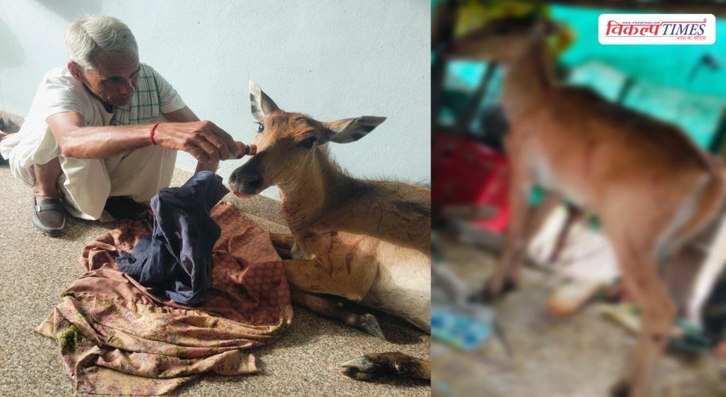 Injured female Nilgai bluebull gets a new life, Devkaran Meena fulfills his duty of humanity in sawai madhopur