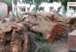 Shocking revelation in RTI Questions raised over tree cutting in Sawai Madhopur Vikalp Times