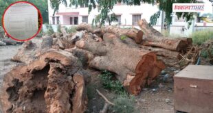 Shocking revelation in RTI Questions raised over tree cutting in Sawai Madhopur Vikalp Times