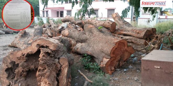 Shocking revelation in RTI Questions raised over tree cutting in Sawai Madhopur Vikalp Times