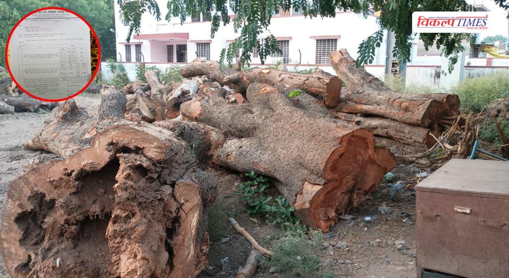 Shocking revelation in RTI Questions raised over tree cutting in Sawai Madhopur Vikalp Times