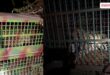 Two leopards rescued in Phalodi Todra a major success for the Forest Department Ranthambore Sawai Madhopur Vikalp Times