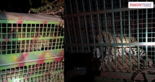Two leopards rescued in Phalodi Todra a major success for the Forest Department Ranthambore Sawai Madhopur Vikalp Times