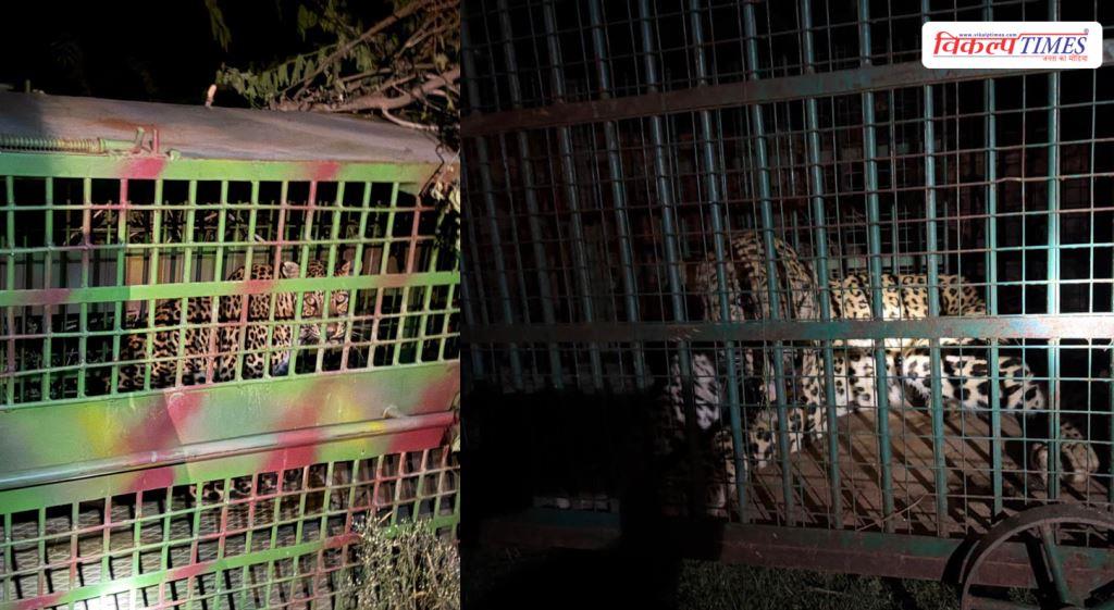 Two leopards rescued in Phalodi Todra a major success for the Forest Department Ranthambore Sawai Madhopur Vikalp Times
