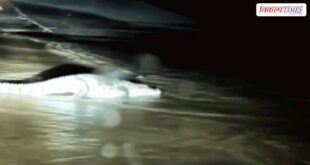 crocodiles come onto the road after the rain in ranthambore Sawai Madhopur Vikalp Times