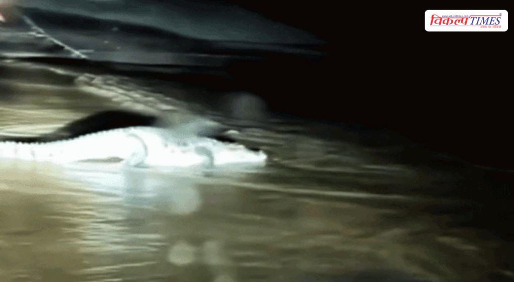crocodiles come onto the road after the rain in ranthambore Sawai Madhopur Vikalp Times