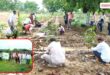Hariyalo Rajasthan Campaign 500 saplings planted in Jinapur, 400 in Gambhira in Sawai Madhopur Vikalp Times