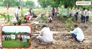 Hariyalo Rajasthan Campaign 500 saplings planted in Jinapur, 400 in Gambhira in Sawai Madhopur Vikalp Times